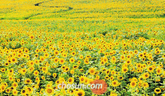 
	�ϳ��ϳ��� ���ѱ����� �� ���ѹα��� �������. ������ ���� ��â �п������ ���� �� �عٶ��.
